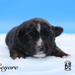 Eeyore - Black tri male Miniature Australian Shepherd puppy in Weeki Wachee, Florida from Arlington's Mini Aussies
