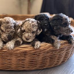 Labradoodle puppies from The Doodle Crew