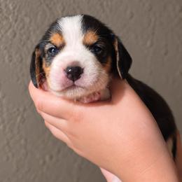 Crunch - Blue tan and white male Beagle puppy in Lake City, Florida from Sunkissed Beagles
