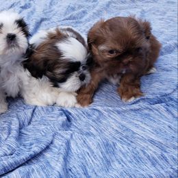 Shih Tzu Puppies from Garrard Creek Shih Tzus