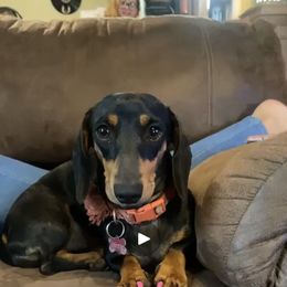 Winnie - Dachshund