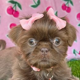 Veener - Lilac female Shih Tzu puppy in San Tan Valley, Arizona from My Puppy Tzu