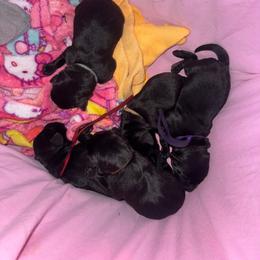 Brown Collar Male - Black male Labrador Retriever puppy in Kissimmee, Florida from SunState Labs