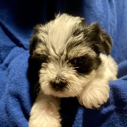 Maltipoo, Morkie, and Yorkipoo Puppies from Danza Bolo