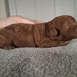 Dale - Red male Cavapoo puppy in Centerton, Arkansas from Velvet Paws Cavapoos
