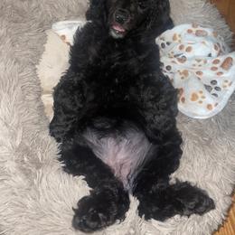 Poodle Puppies from Royal Dixie Poodles