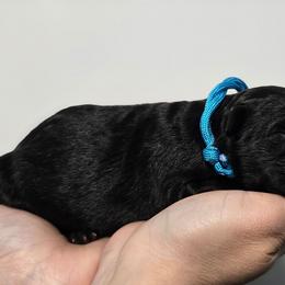 Light Blue Girl - Black female German Shepherd puppy in Ocala, Florida from Guardian Shepherds