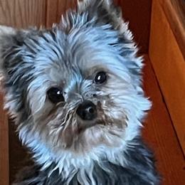 Monte - Yorkshire Terrier