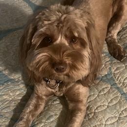 Australian Labradoodle puppies from Delta Breeze Labradoodles
