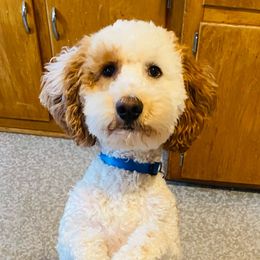 Brody - Goldendoodle
