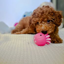 Poodle Puppies from Red Mini Poodles AZ