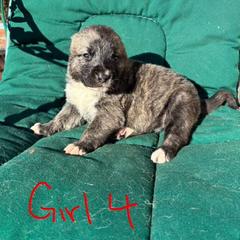 Girl 4 - Gray female Armenian Gampr puppy in Neenach, California from The Mustangs Ranch