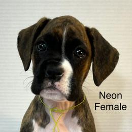 Girl 1 - Brindle female Boxer puppy in Princeton, North Carolina from Riverside's Boxers