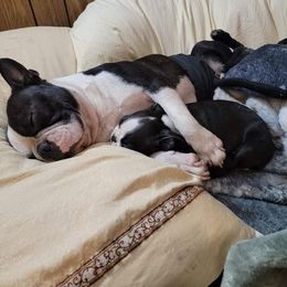 Boston Terrier Puppies from Beatrice's Kennels
