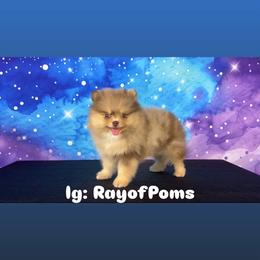 Nikola - Chocolate merle male Pomeranian puppy in Antioch, California from Ray of Poms