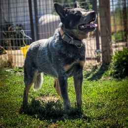 Mac - Australian Cattle Dog