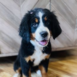 Millie - Black rust and white Bernese Mountain Dog puppy in Bozeman, Montana from My Next Best Friend
