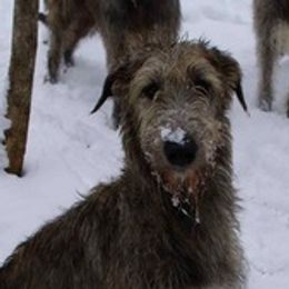 Irish Wolfhounds from Ierne Irish Wolfhounds
