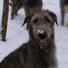 Irish Wolfhounds from Ierne Irish Wolfhounds