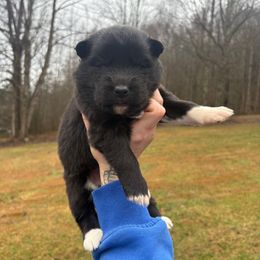 Orange - Black and white female Siberian Husky puppy in Jonesborough, Tennessee from Dry Creek Siberians