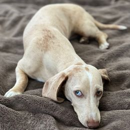 Pixie - Dachshund