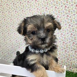 Misty - Black & tan tri-color female Morkie puppy in Monticello, Iowa from Ashley’s Puppies