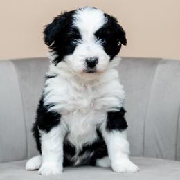 Aussiedoodles, Cavapoos, and Goldendoodles from Grace Acres Puppies