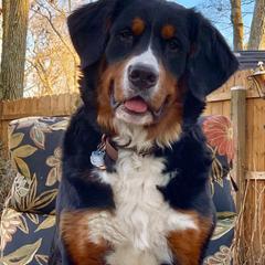 Bernese Mountain Dogs from Wanderlust Bernese Mountain Dogs