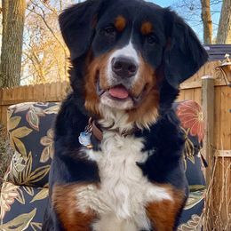 Bernese Mountain Dogs from Wanderlust Bernese Mountain Dogs