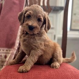 Doc- Orange - Apricot male Goldendoodle puppy in Bay City, Texas from Charming Doods Goldendoodles