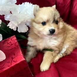 Prince - Orange parti male Pomeranian puppy in Longview, Washington from Mckee's Pomeranians