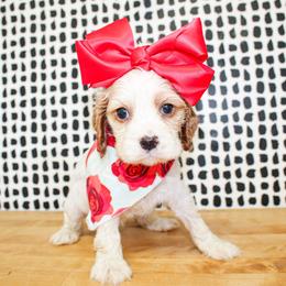 Pearl - Buff and white female Cocker Spaniel puppy in Rattan, Oklahoma from Double M Cocker Spaniels
