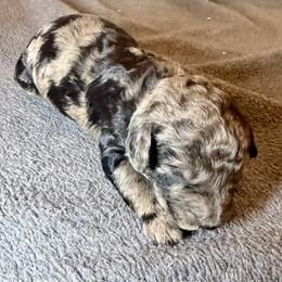 Anthony brown collar - Merle male Goldendoodle puppy in North Branch, Michigan from Graceful Miniature Goldendoodles