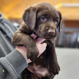 Pine - Lime Collar - Chocolate male Labrador Retriever puppy in Boyd, Minnesota from Lindley Labradors