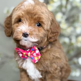 Zuma - Apricot female Goldendoodle puppy in Yuciapa, California from AlltheDoodlez_