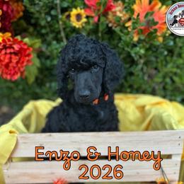 Girl 1 - Black female Poodle puppy in Tullahoma, Tennessee from Urban Hero Poodles