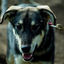 Kona - Alaskan Husky