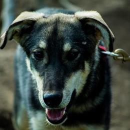 Kona - Alaskan Husky