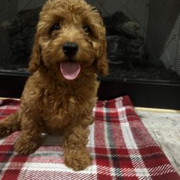 Cavapoo and Goldendoodle Puppies from Countyline Doodles LLC