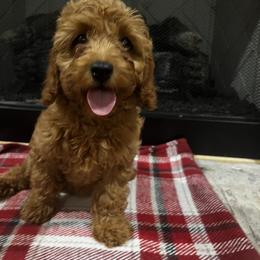 Cavapoo and Goldendoodle Puppies from Countyline Doodles LLC