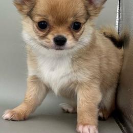 Jim - Black sabled fawn male Chihuahua puppy in Westport, New York from Chantilly chihuahuas