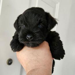 Male 2 blue eyes - Black male Miniature Schnauzer puppy in Chino, California from So Cal Schnauzer