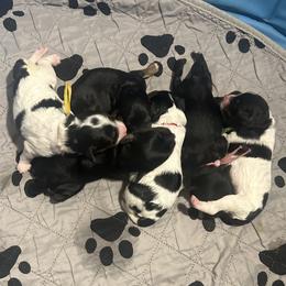 Cavapoo puppies from Springerdoodles Plus AZ