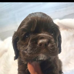 Mocha - Brown female Cocker Spaniel puppy in Florence, South Carolina from Reddick's American Cocker Spaniels