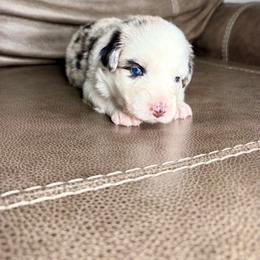 Ever - Blue merle female Australian Shepherd puppy in Jacksonville, Florida from Autumn's Aussies