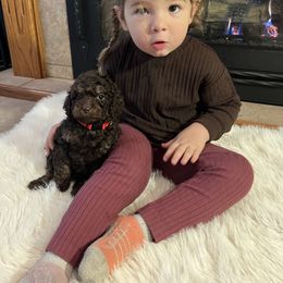 Miles - Brown and tan male Cockapoo puppy in Birdsboro, Pennsylvania from Cooper Family Cockapoos
