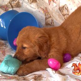 Orange Firehorse from our Chinese New Year litter - Dark golden male Golden Retriever puppy in Fisher, Illinois from Aslan's Pride of Fidei Family Farms