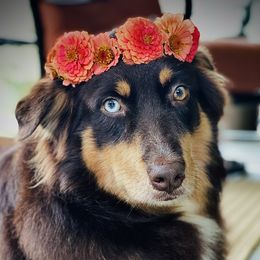 Sloane - Australian Shepherd