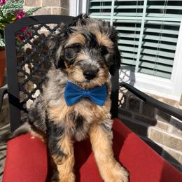 Boy 1 - Black tri-color male Aussiedoodle puppy in Farmville, North Carolina from Middle Swamp Poodles and Doodles