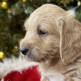 Labradoodles from Ritchie Family Puppies
